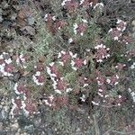 Thymus vulgarisКветка