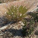 Oenothera gaura Flower