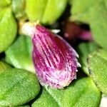 Bulbophyllum insolitum Flor