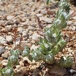 Bombycilaena erecta Habit