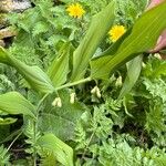 Polygonatum × hybridumBlüte