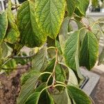 Halesia carolina Blad