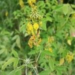 Crotalaria pallida പുഷ്പം