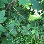 Carex sylvatica ᱵᱟᱦᱟ