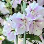Rhododendron ovatum Flor