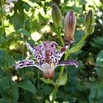 Tricyrtis hirta Kvet