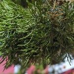 Juniperus chinensisЛист