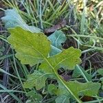 Diplotaxis erucoides Blatt