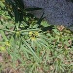 Euphorbia davidii Feuille