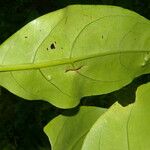 Neomirandea araliifolia Hoja