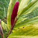 Alpinia purpurata Fruit