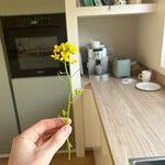 Brassica rapa 花