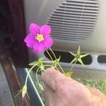 Sabatia campestris Leaf