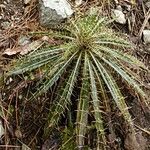 Ptilostemon casabonae Leaf