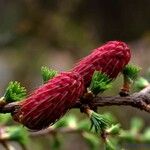 Larix griffithii Flower