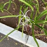 Hymenocallis littoralisBlomst