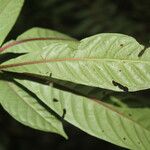 Hoffmannia nicotianifolia Leaf