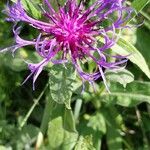 Centaurea triumfettii Blüte