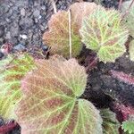 Saxifraga stolonifera Blad