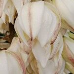 Yucca gloriosa ফুল