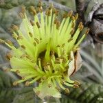 Pleurocalyptus pancheri Flower