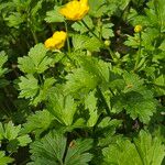 Ranunculus lanuginosus Habitus