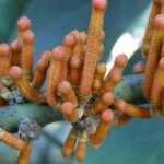 Phragmanthera usuiensis फल