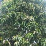 Aleurites moluccanusDelienn