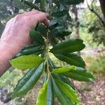 Myrica faya Leaf