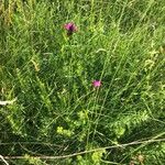 Dianthus carthusianorum Habit