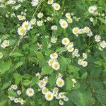 Erigeron strigosus Fula
