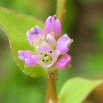 Persicaria nepalensis ফুল