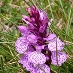 Dactylorhiza savogiensis D.Tyteca & GathoyeΆλλα