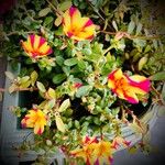 Portulaca grandifloraFlower