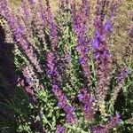 Salvia sylvestris Цвят