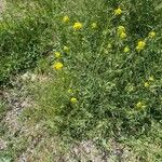 Sisymbrium austriacum Habit