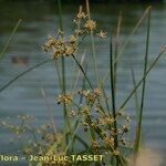 Juncus subnodulosus Habitus