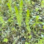 Hedeoma pulegioides Leaf