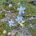 Sibbaldia tridentata Цветок