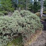 Arctostaphylos columbiana ᱥᱟᱠᱟᱢ