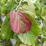 Parrotia subaequalis Hoja