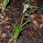 Scoliopus bigelovii Квітка