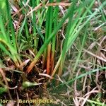 Juncus balticus Bark