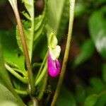 Impatiens niamniamensis Flower