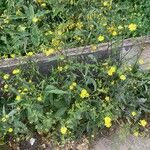 Lapsana communis 其他