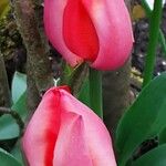 Tulipa agenensis Flor