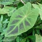 Colocasia esculenta 叶
