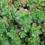 Sedum kimnachii पत्ता