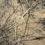 Scutellaria mexicana Fruit