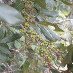 Morella cerifera Fruitua